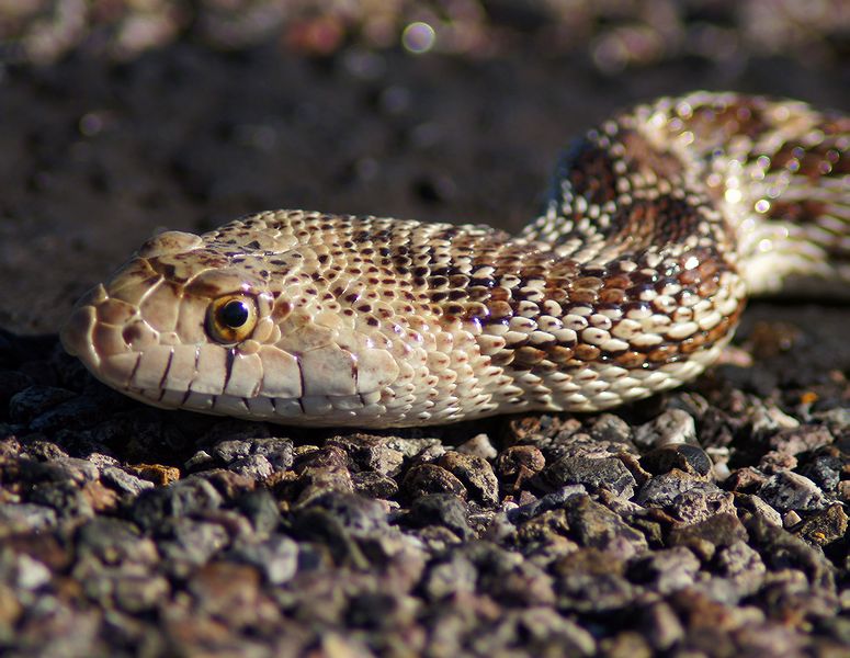 Gopher Snake