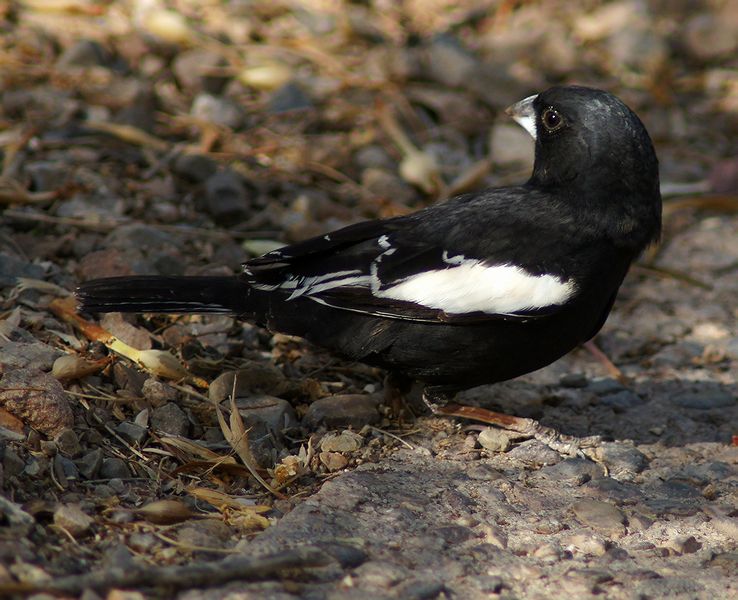 Lark Bunting