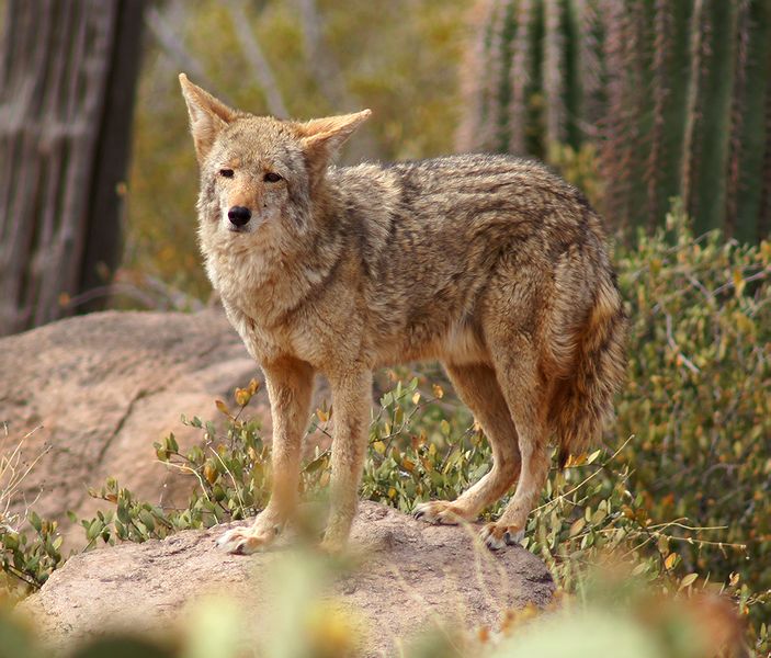 Coyote