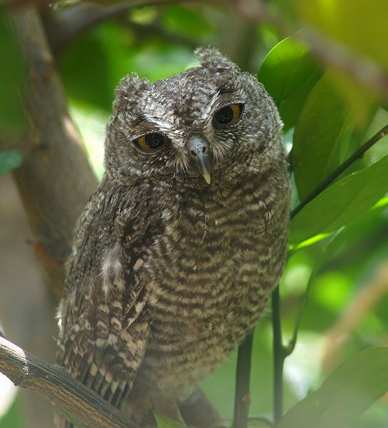 Pygmy Owl