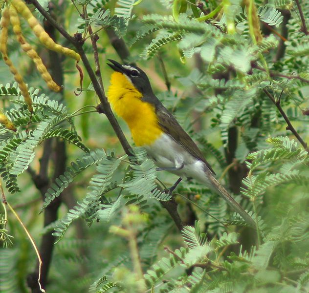 Yellow-Breasted Chat