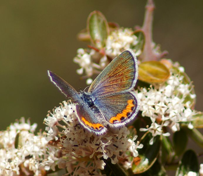 Acmon Blue