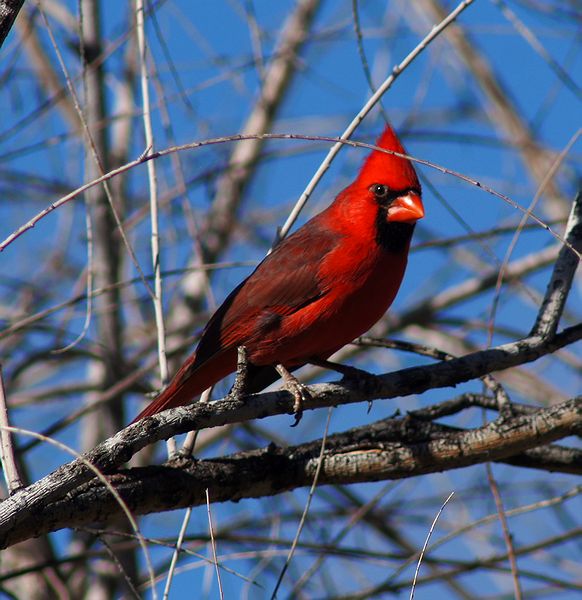 Northern Cardinal