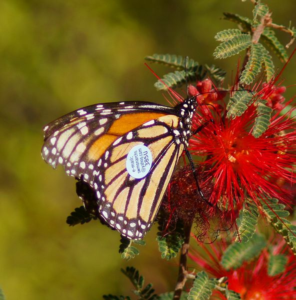 Tagged Monarch