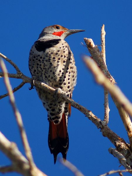 Northern Flicker