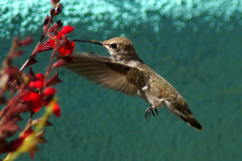 DSC04118c.jpg