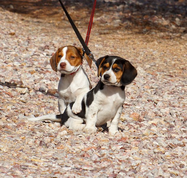 Rebel and Duke at 8 weeks