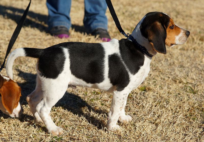 Duke at 14 weeks