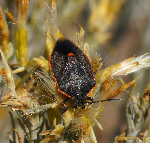 Conchuela Bug
