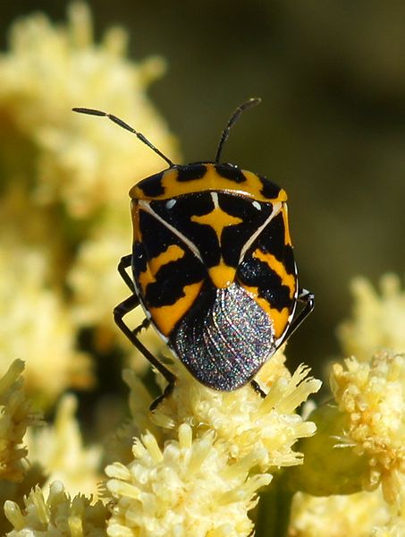 Harlequin Bug