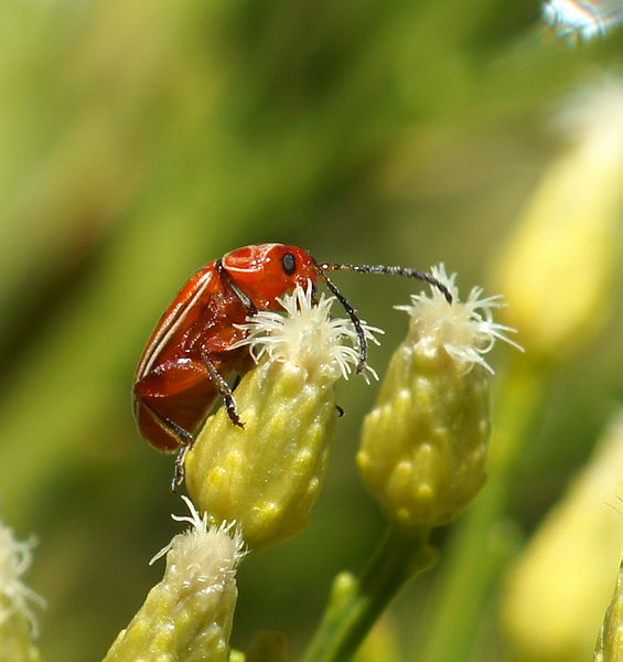 Flee Beetle