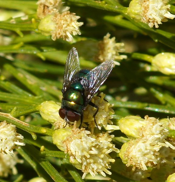 Blue/Green Bottle Fly