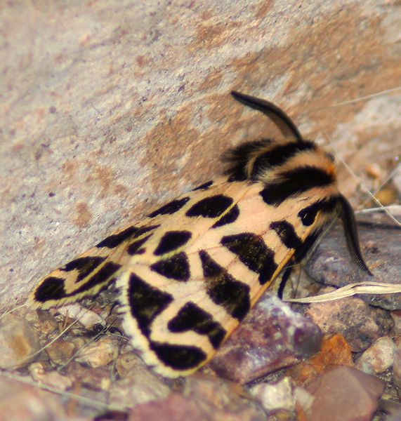 Tiger Moth Genus Apanteiis 1