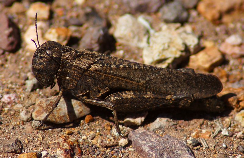 Red-winged Grasshopper