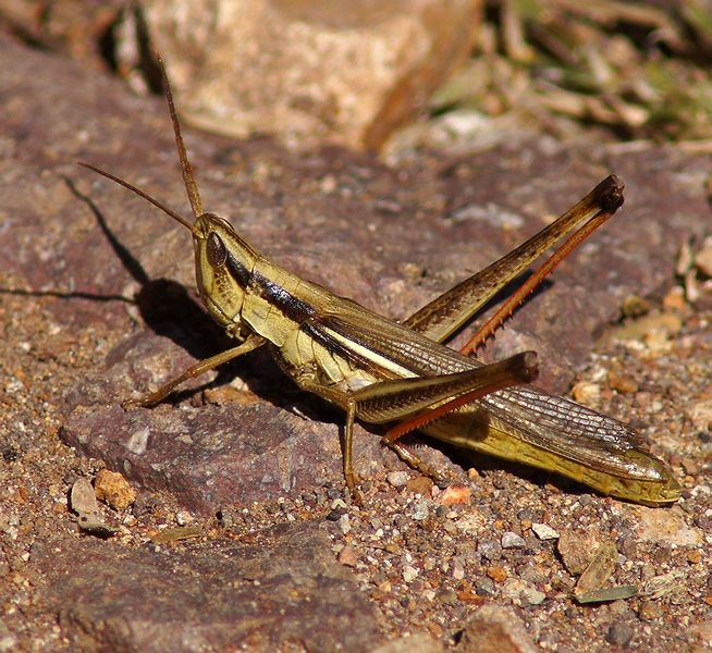 DSC09699p.jpg