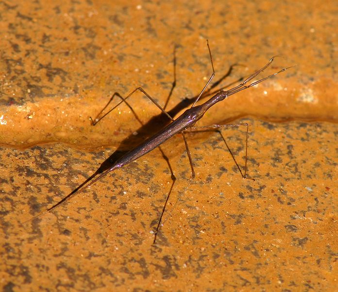 Water Scorpion