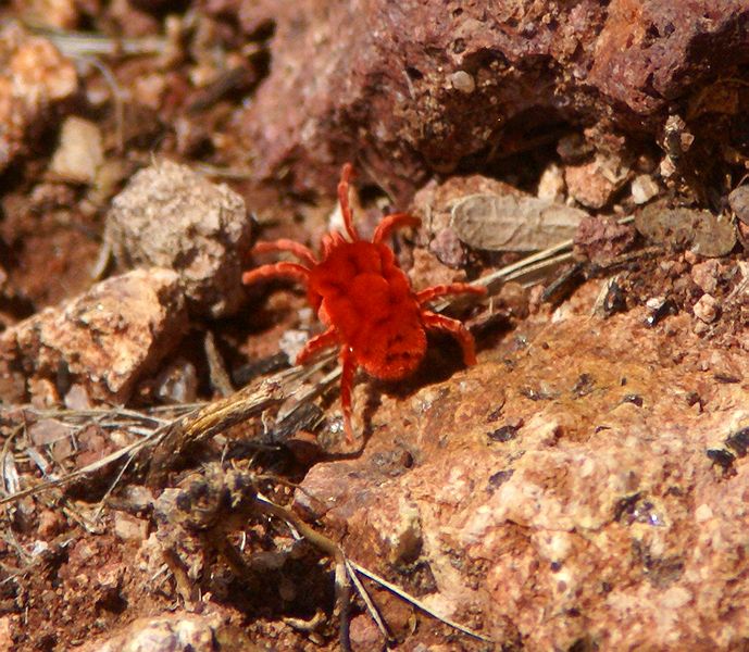 Velvet Mite