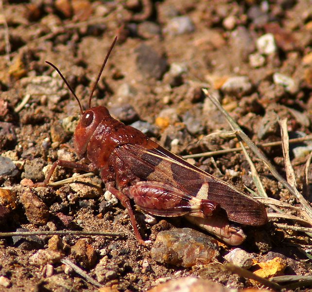Bluewinged Grasshopper