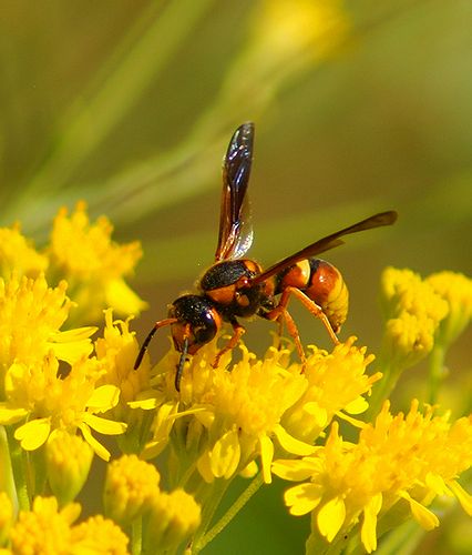 insects 115.jpg