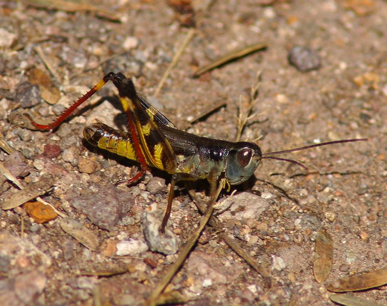Yellow-belly Boopie Grasshopper