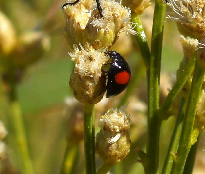 Twice-stabbed Lady Beetle