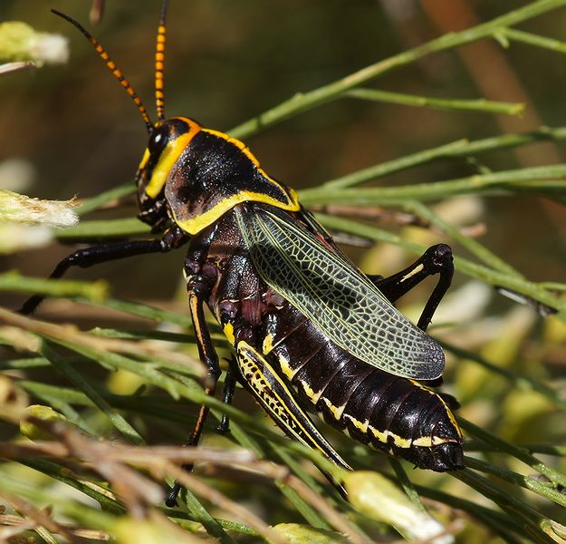 Horse Lubber Grasshopper