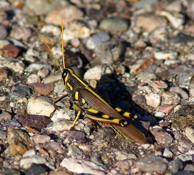White-lined Bird Grasshopper