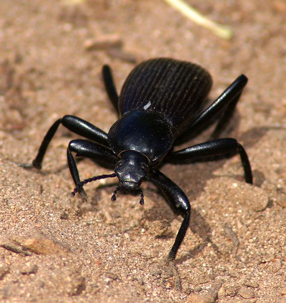 Common Darkling Beetle