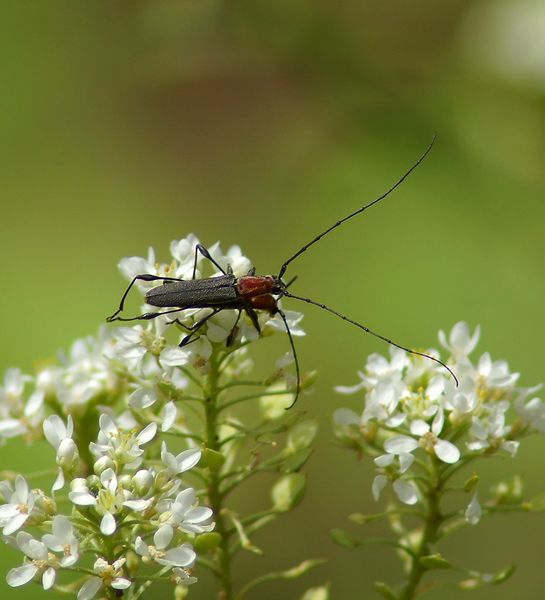 Longhorn Beetle