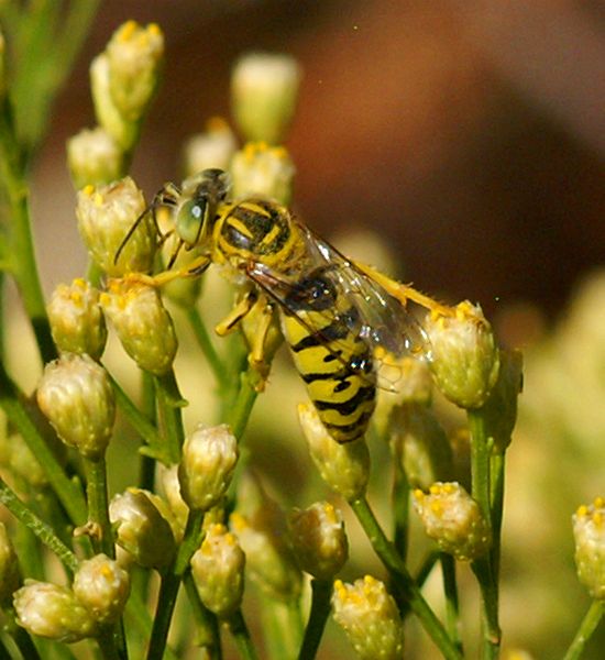 Sand Wasp