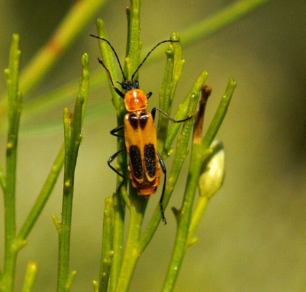 Soldier Beetle