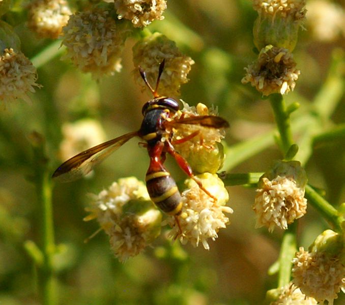 Thick-headed Fly