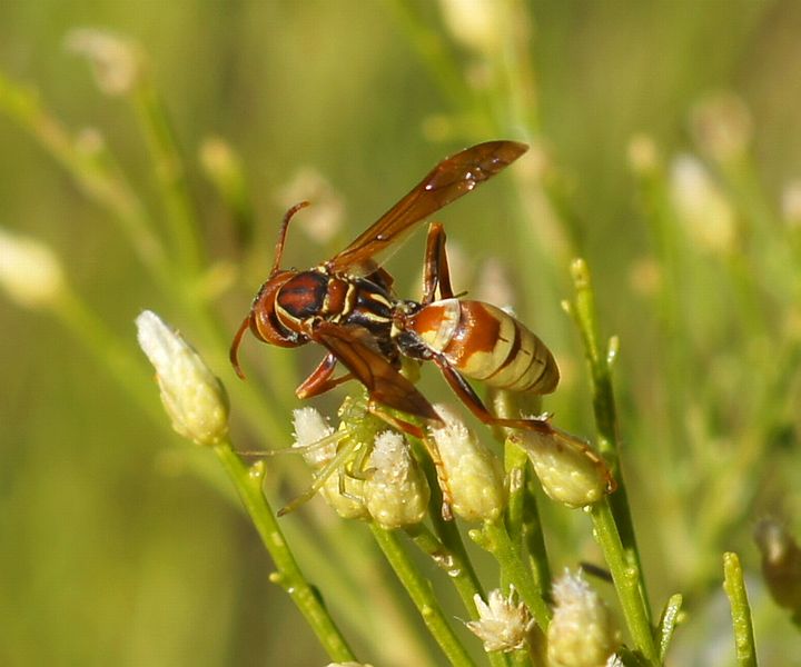 Polistes Apachus