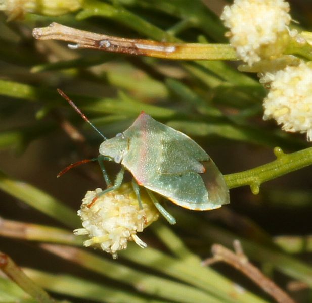 Red Banded Stink Bug