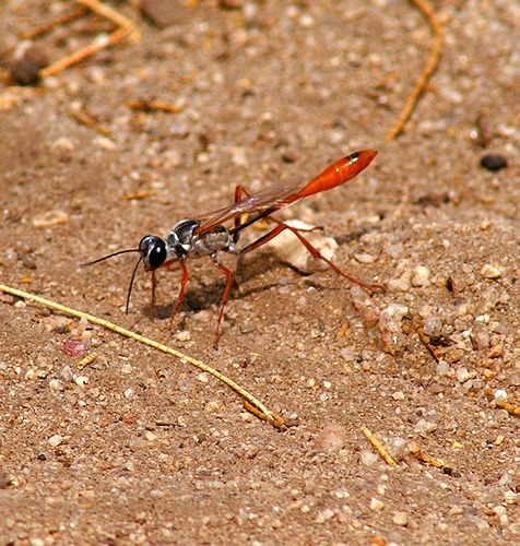 Common Thread Waisted Wasp