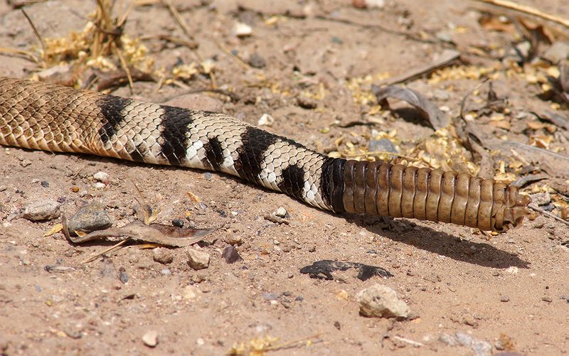 4 ft. Diamondback