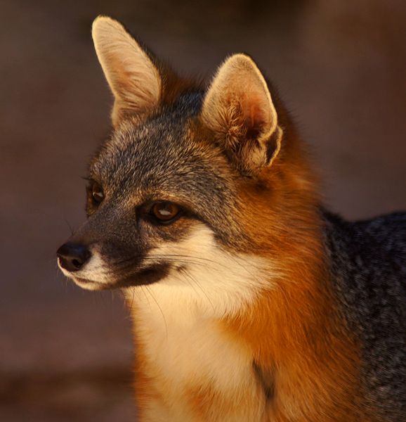 Grey Fox