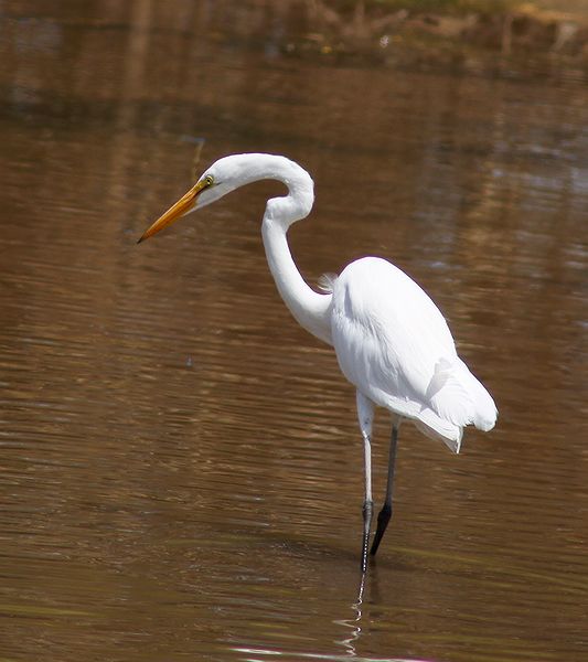 Great Egret