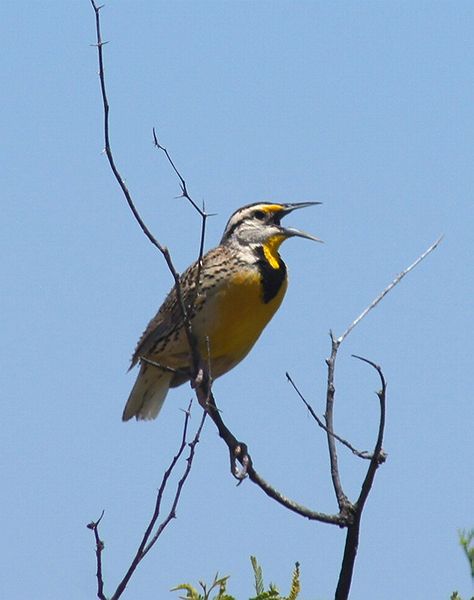 Western Meadowlark