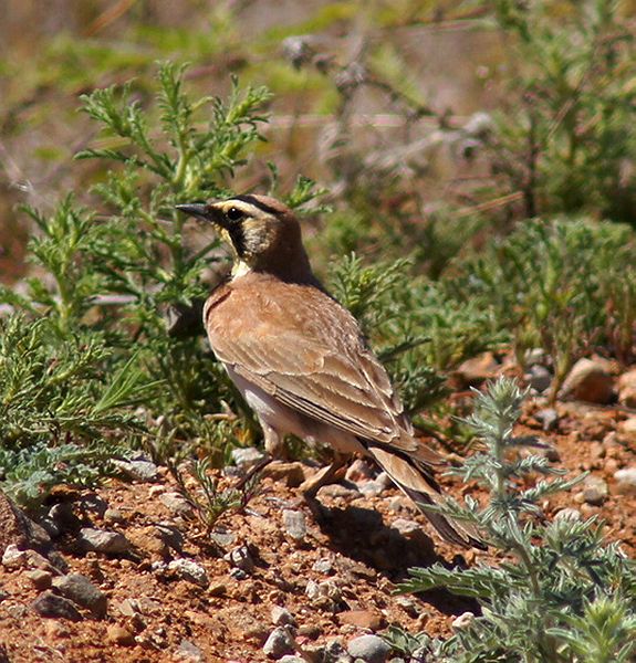 Horned Lark
