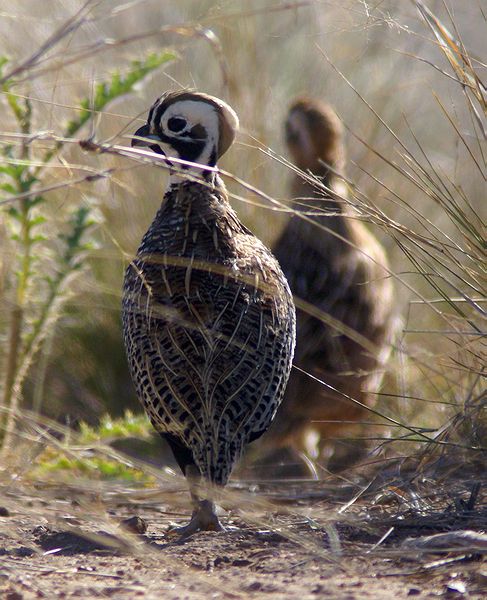 Montezuma Quail