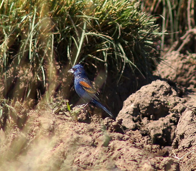 Blue Grosbeak-Male