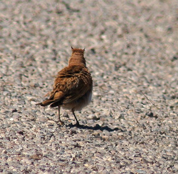 Horned Lark