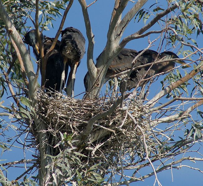 Full Nest