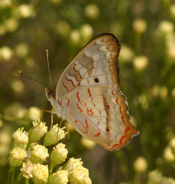 White Peacock
