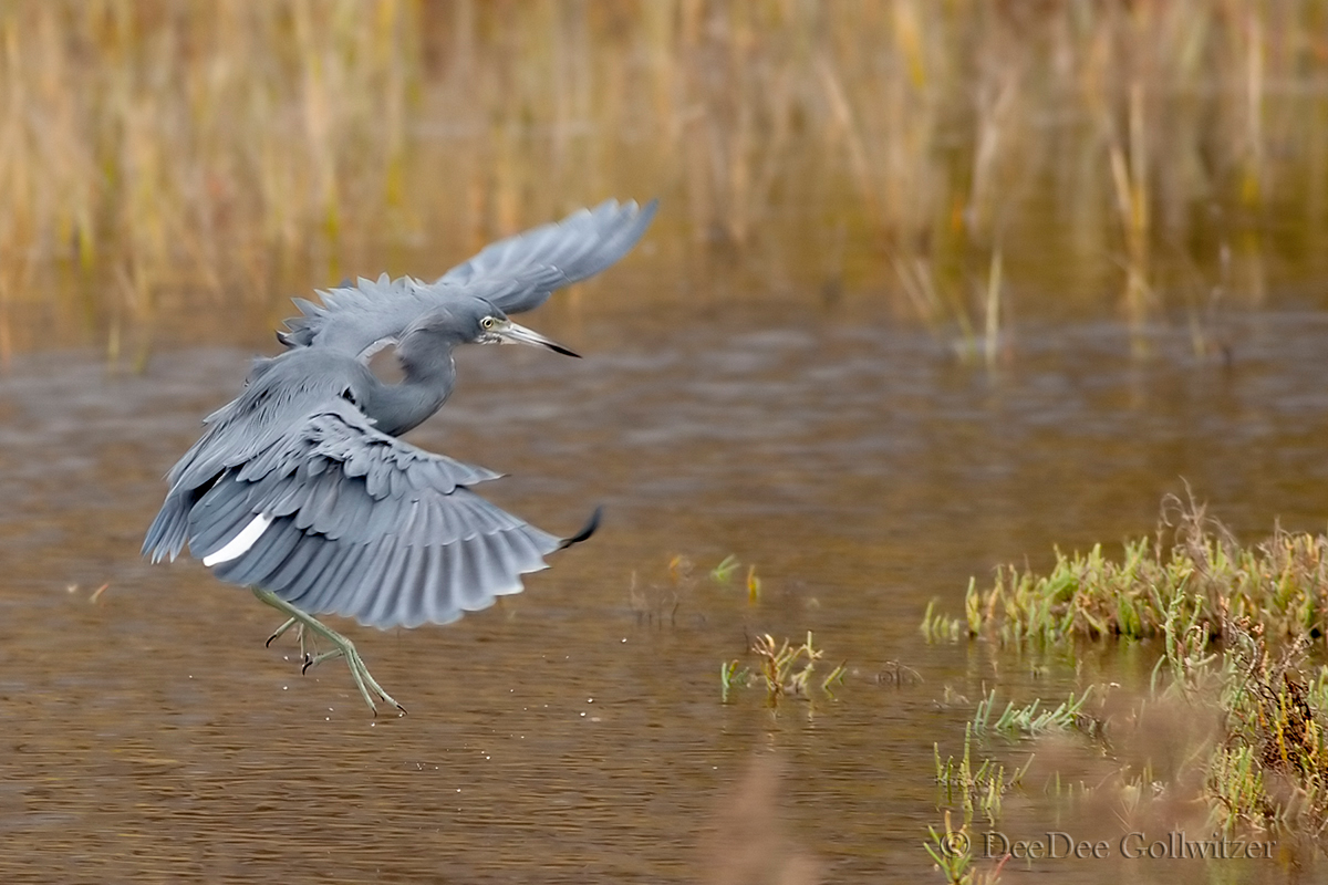 Little Blue Heron