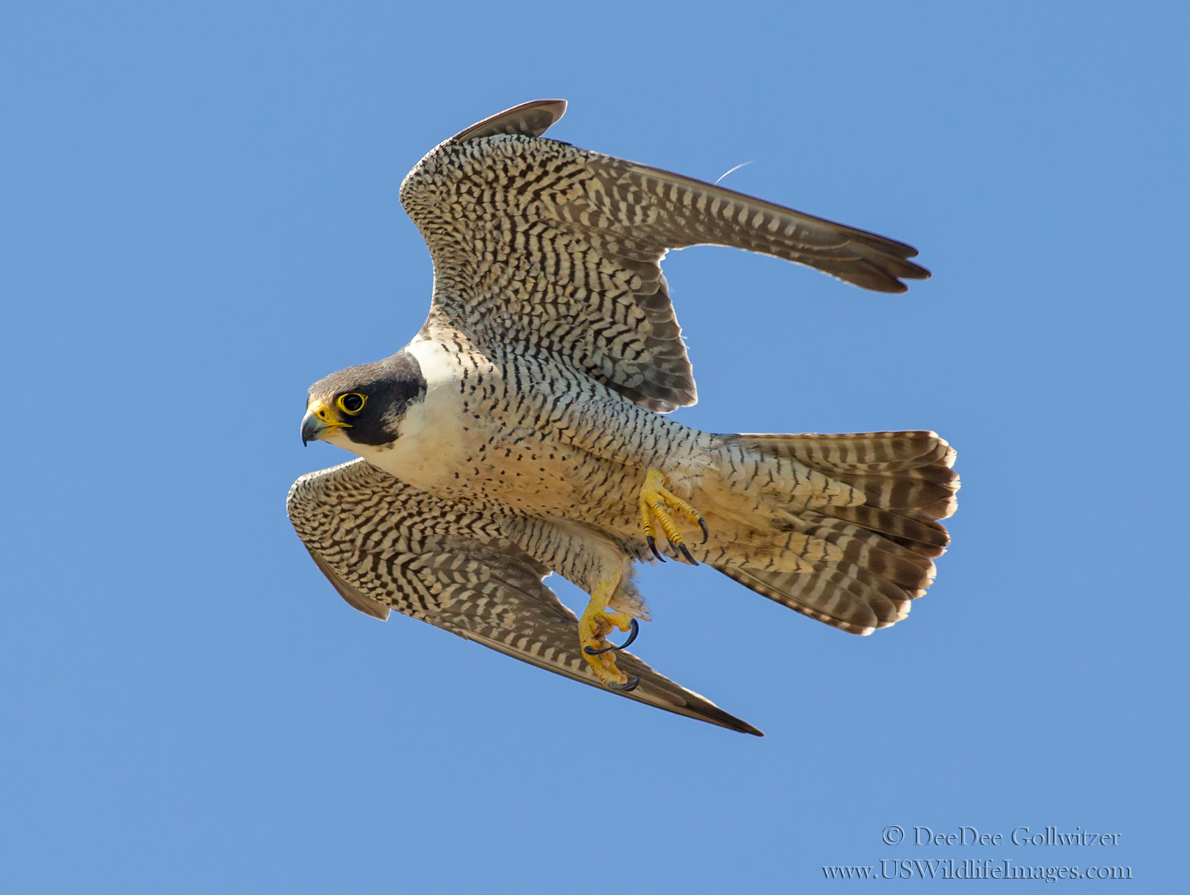 Peregrine Falcon in High Speed Flight