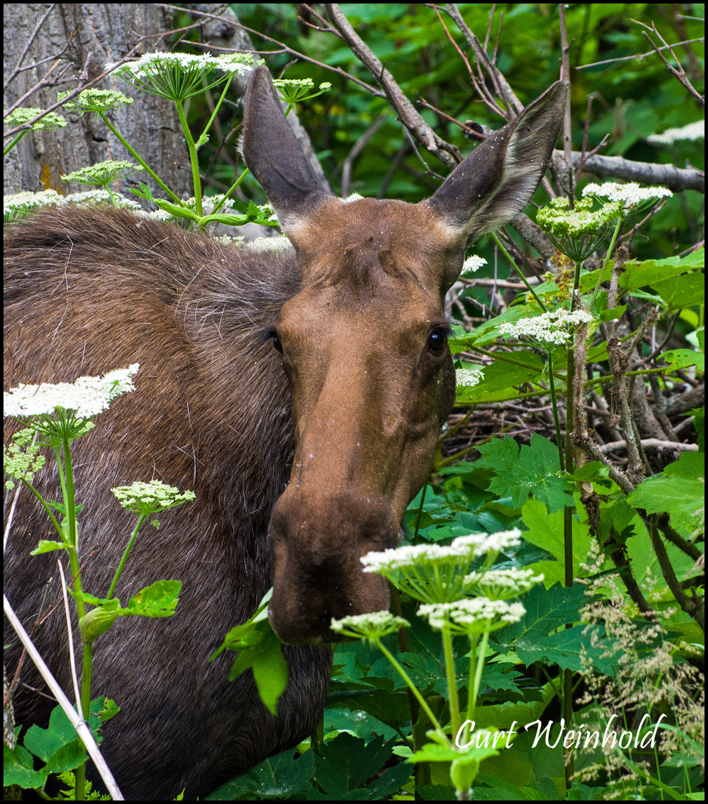 Solitary moose