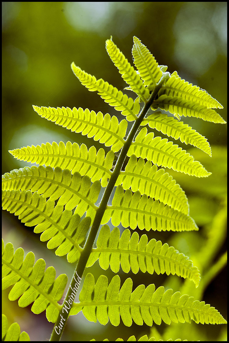 Interrupted fern frond 