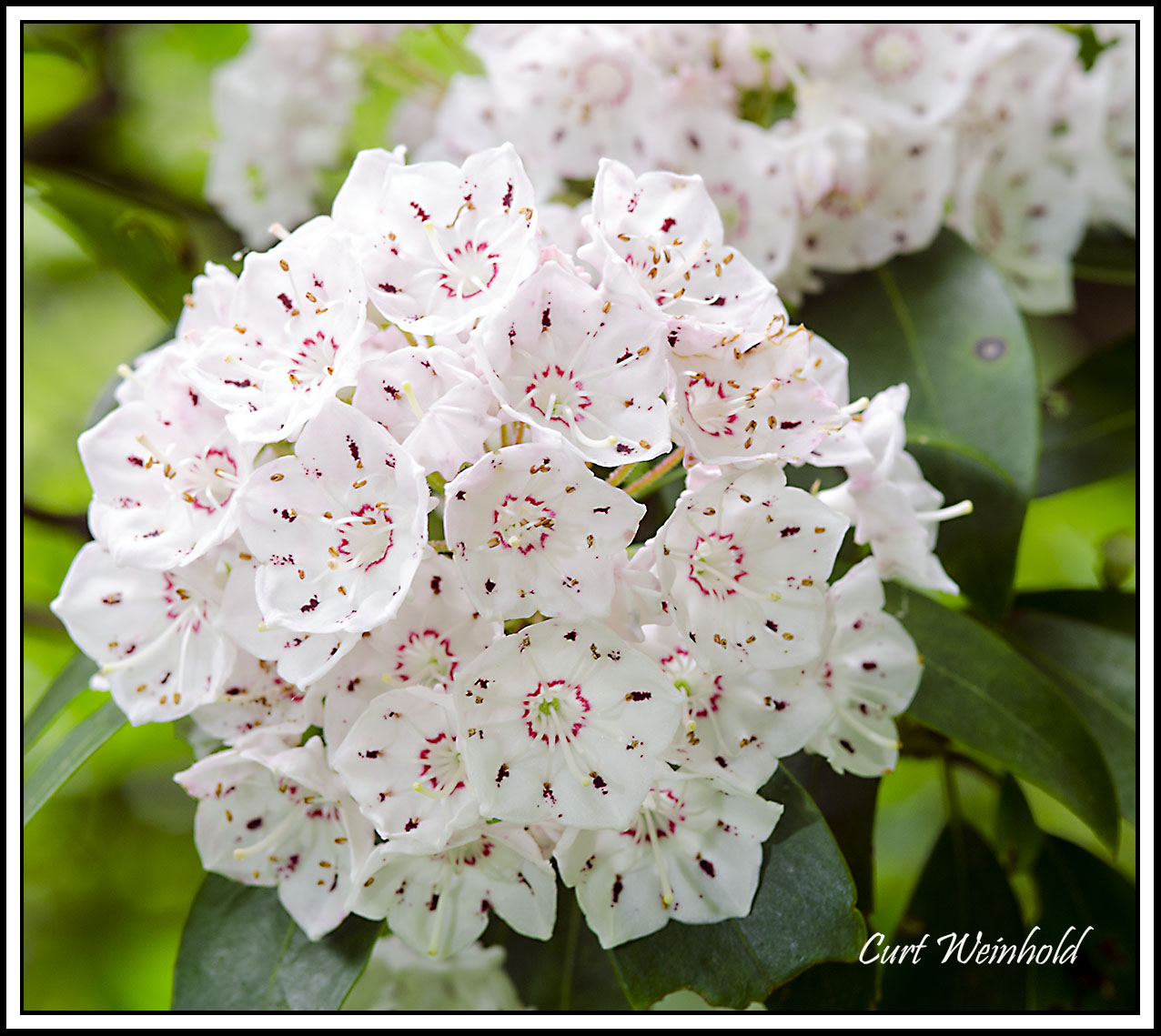 Mountain Laurel 